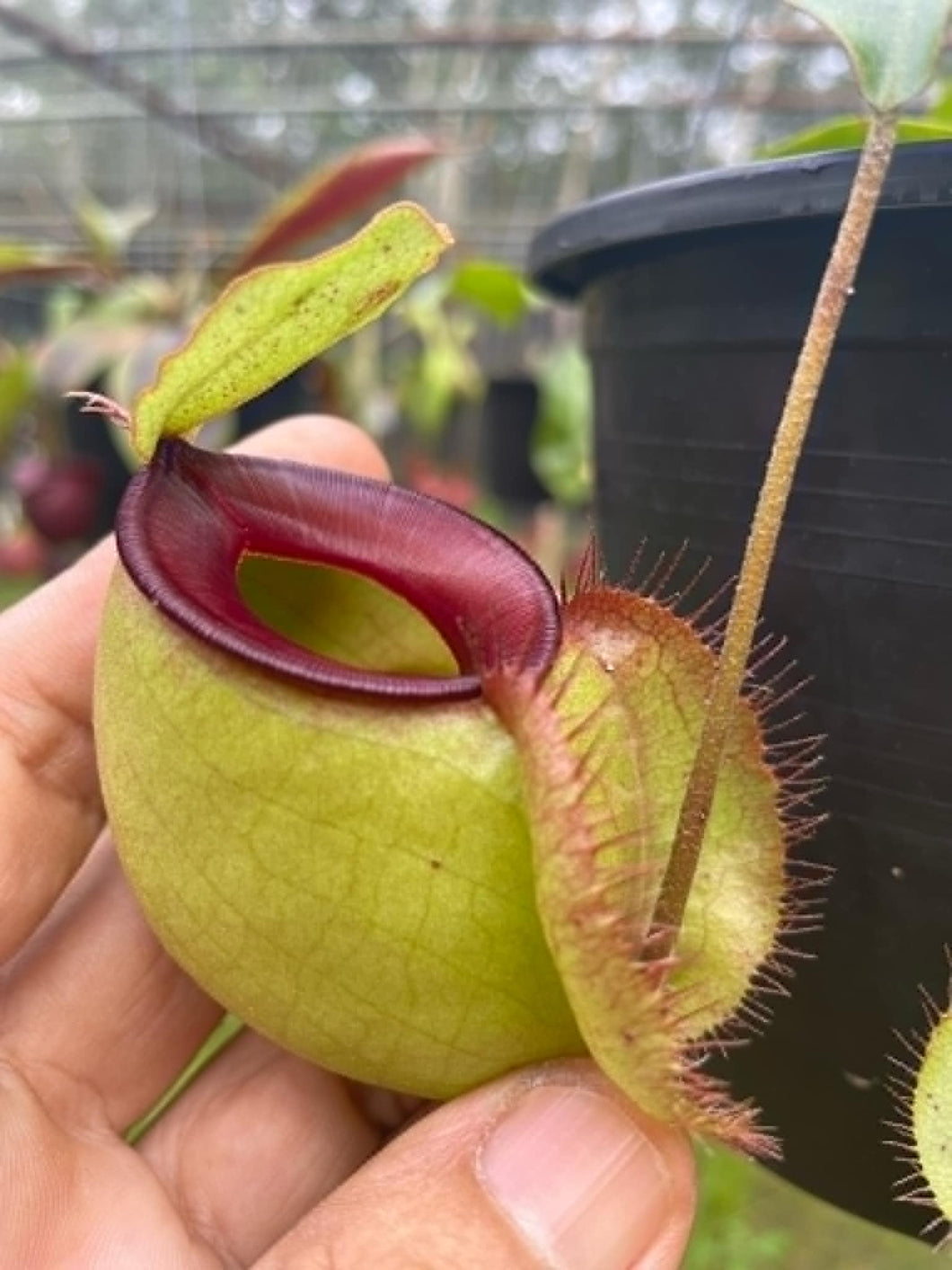 N. viking x ampullaria 'Red' - Specimen 7