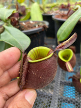 Load image into Gallery viewer, N. ampullaria &#39;Rainbow Lips&#39; - Specimen 1
