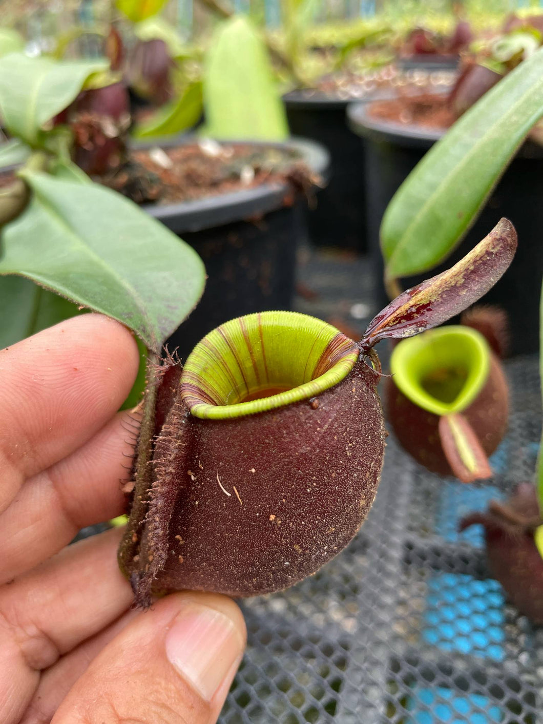N. ampullaria 'Rainbow Lips' - Specimen 1