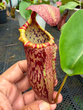Load image into Gallery viewer, N.campanulata x (boschiana x veitchii)
