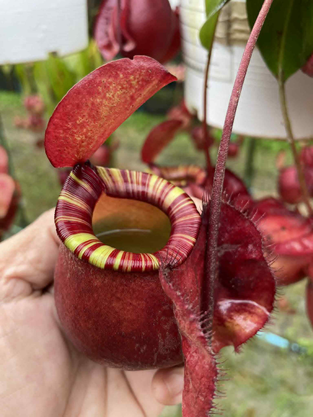 N.viking x ampullaria 'Candy' - Specimen 1