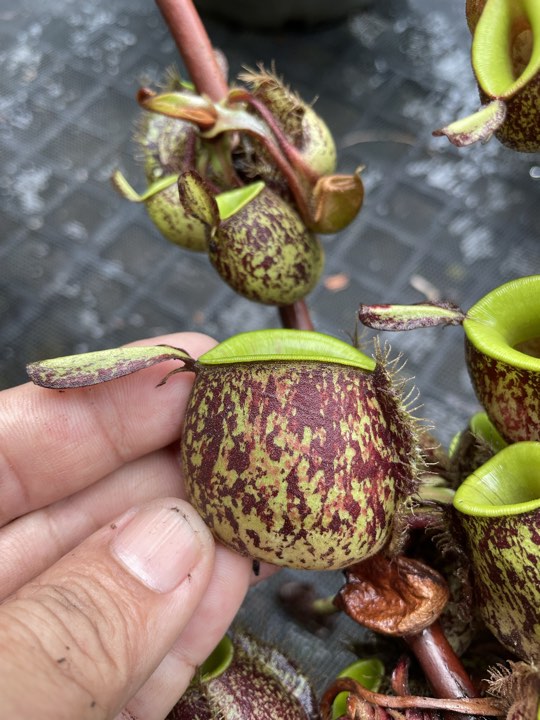 N. ampullaria - XXL Carpeting Specimen 9