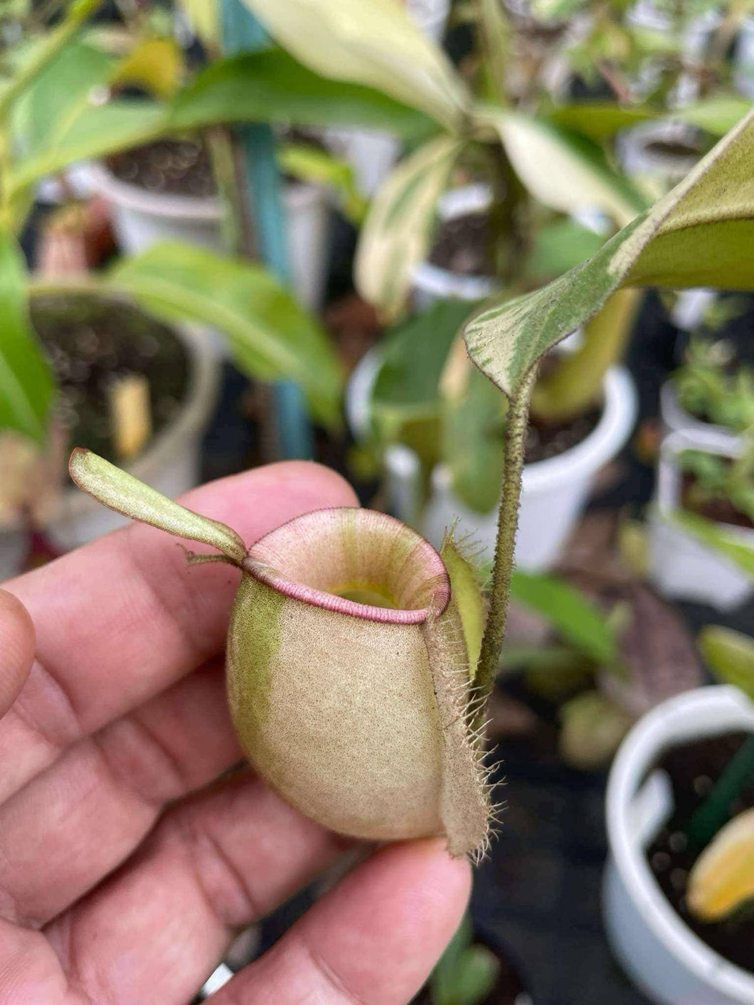 N. ampullaria 'Variegated Pink Lips' - Specimen 1