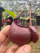 Load image into Gallery viewer, N.(viking x Hookeriana) x ampullaria &#39;Black Miracle&#39; - Specimen 2
