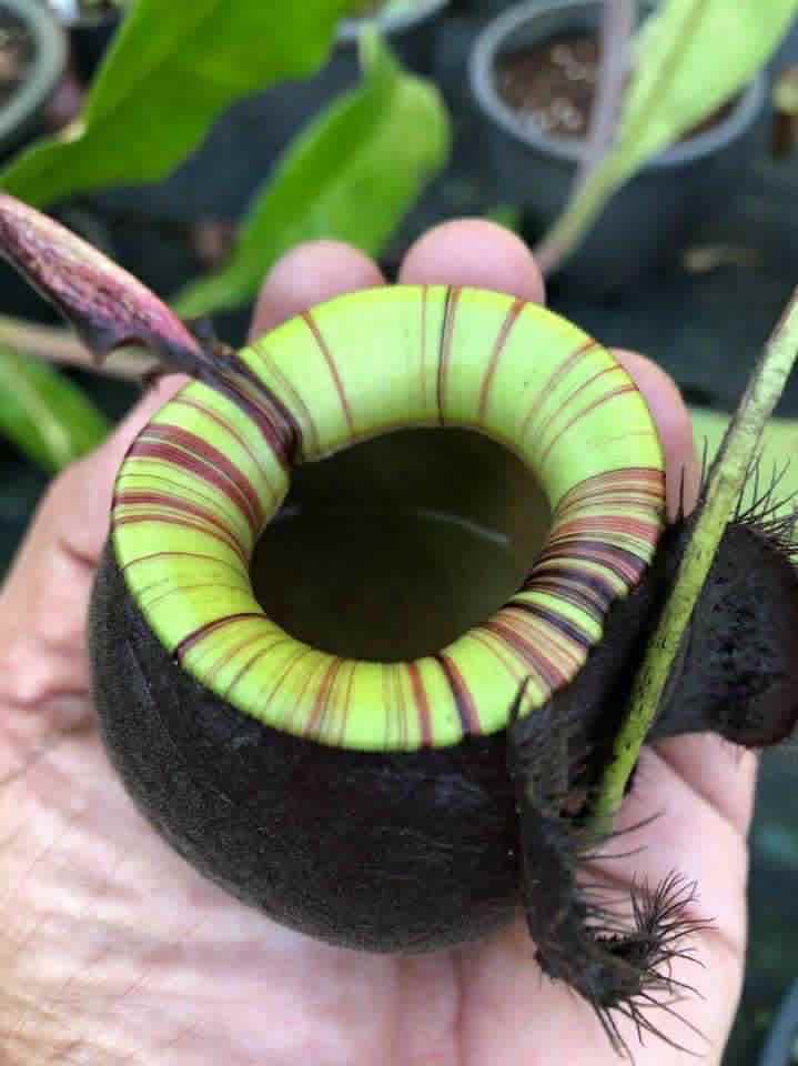 N.(viking x ampullaria) x ampullaria 'Black Miracle'