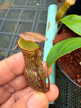 Load image into Gallery viewer, N.campanulata x (boschiana x veitchii) - Wholesale Lot of 10
