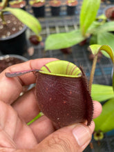 Load image into Gallery viewer, N. ampullaria &#39;Rainbow Lips&#39; - Specimen 2
