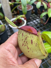 Load image into Gallery viewer, N. ampullaria &#39;Speckled Hot Lips&#39;
