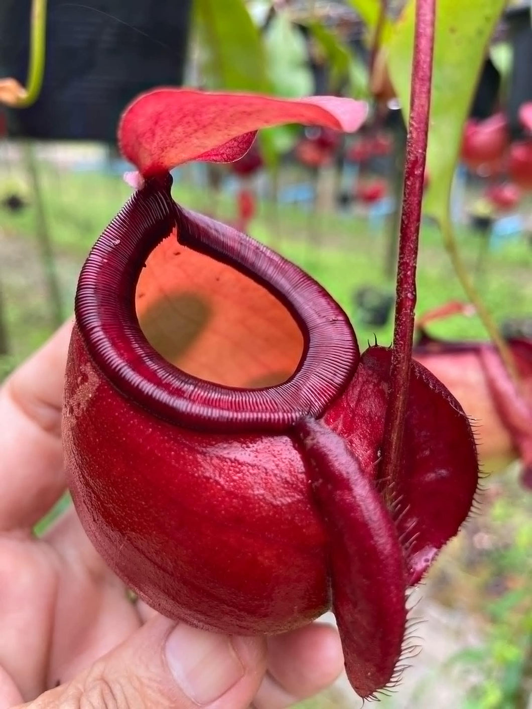 N. viking x ampullaria 'Red' - Specimen 2