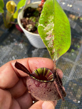 Load image into Gallery viewer, N. ampullaria &#39;Super Black Variegated&#39;
