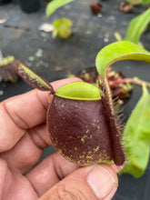 Load image into Gallery viewer, N. ampullaria - Specimen 3 - XL

