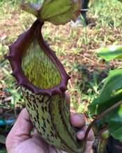 Load image into Gallery viewer, N.campanulata x maxima
