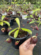 Load image into Gallery viewer, N.(viking x ampullaria) x ampullaria &#39;Black Miracle&#39;
