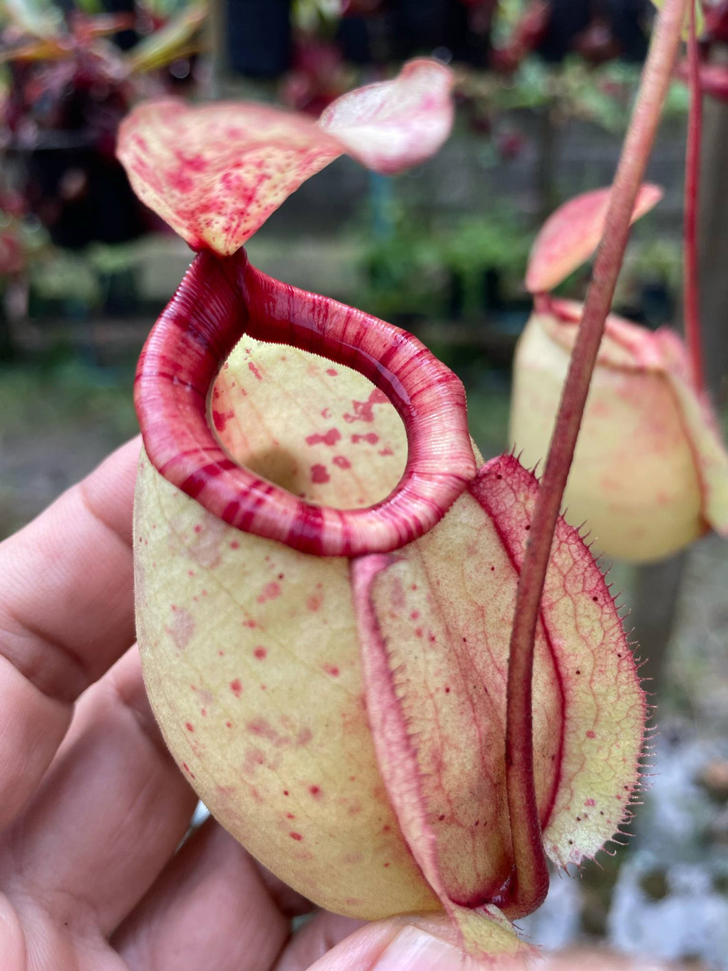 N. (mirabilis 'Trang-Bizarre' x northiana) x (viking x ampullaria)