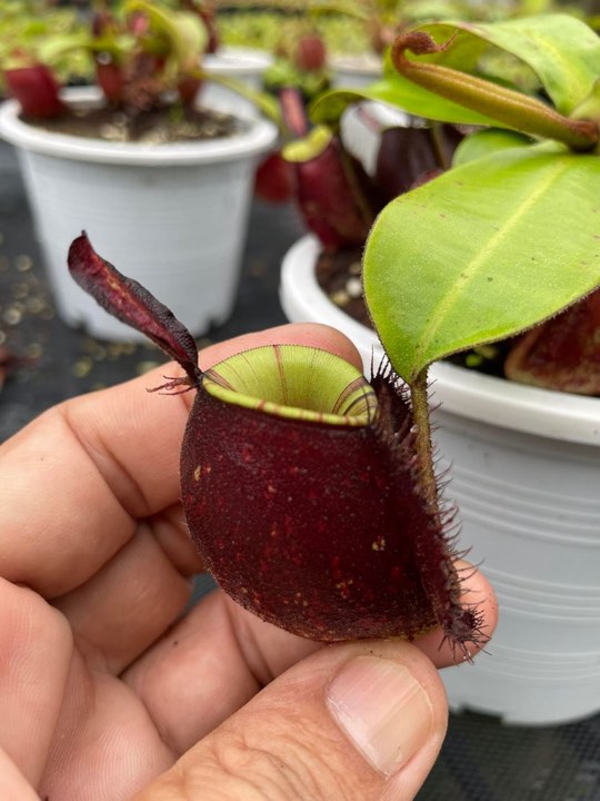 N. ampullaria 'Tricolor Rainbow Lips' - Specimen 2