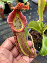 Load image into Gallery viewer, N. (rokko x boschiana) x veitchii - XL Specimen
