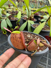 Load image into Gallery viewer, N. ampullaria &#39;Tricolor&#39; - Specimen 1
