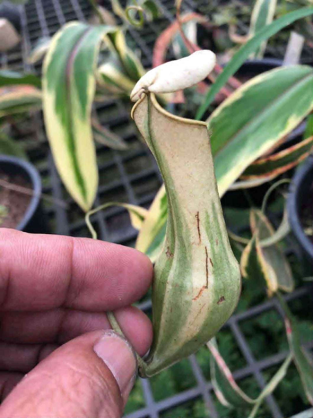 N. gracilis 'Variegated' - Specimen 1