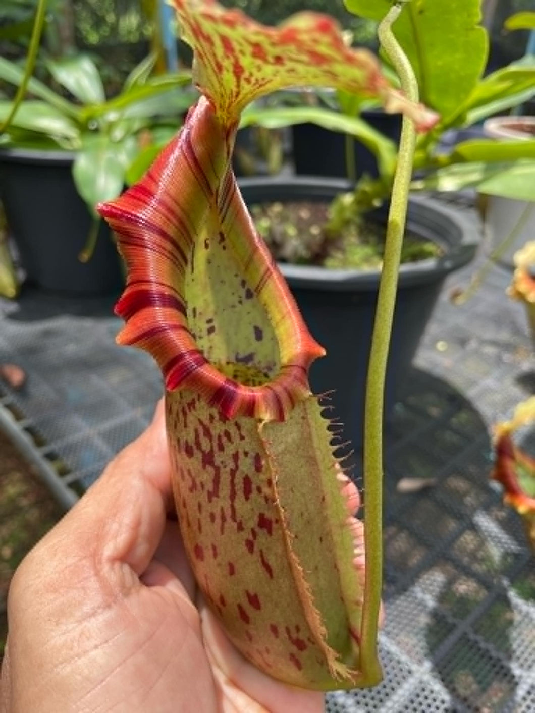 N. veitchii x northiana - XL Plant - Specimen 1