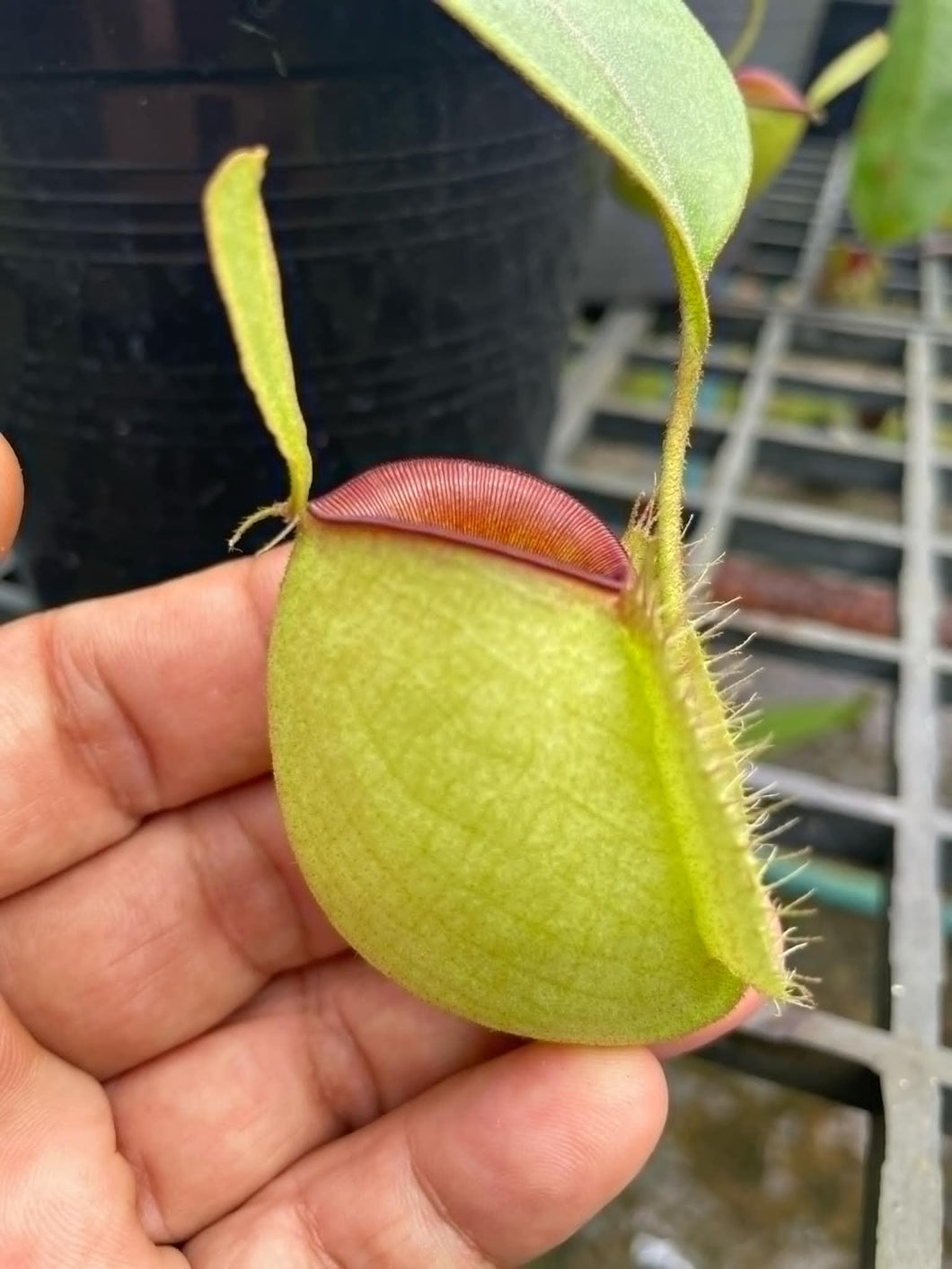 N. ampullaria 'Hot Lips' - XXL Plant