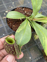 Load image into Gallery viewer, N. ampullaria &#39;Speckled Variegated&#39; - Specimen 1
