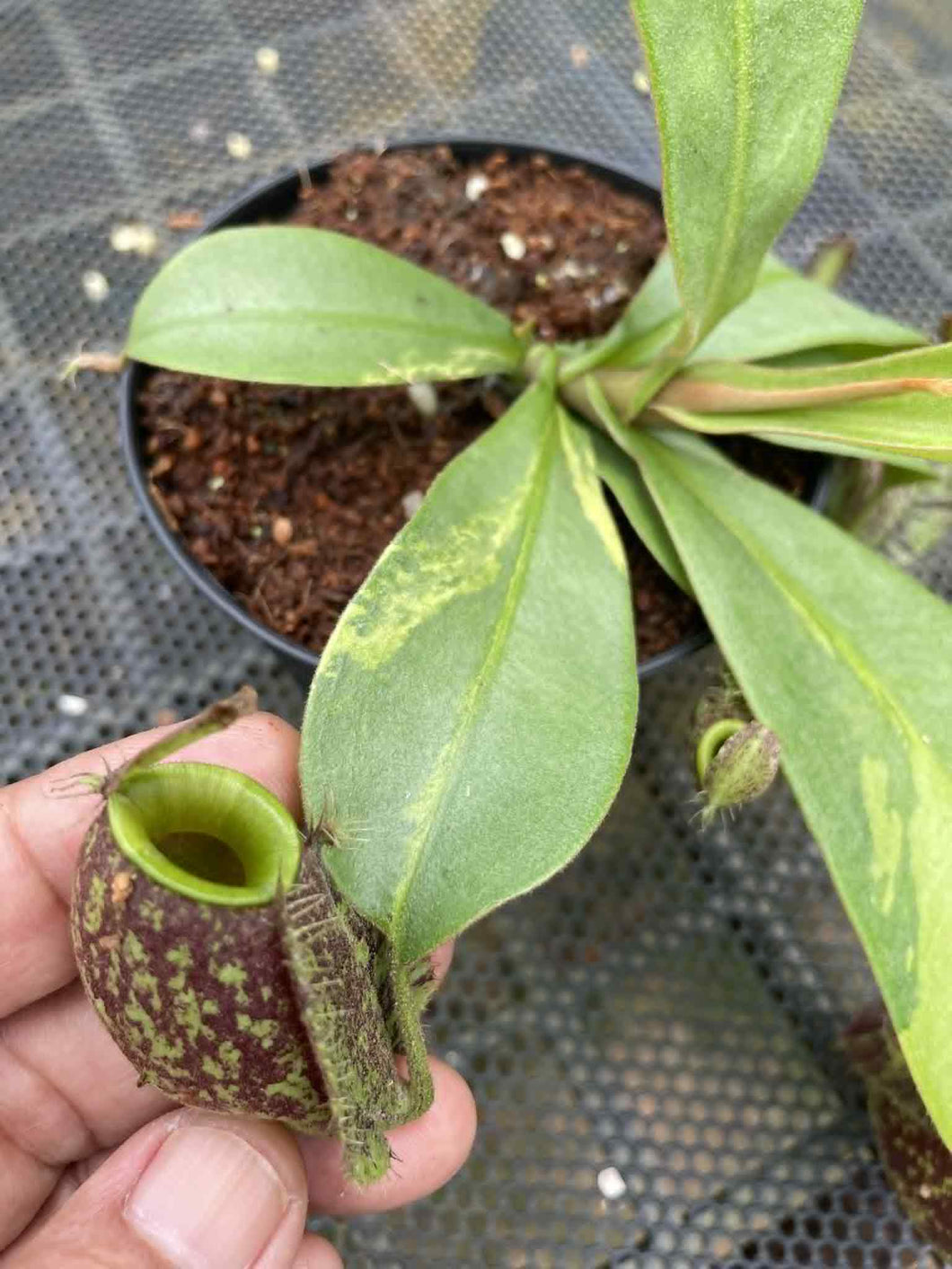 N. ampullaria 'Speckled Variegated' - Specimen 1