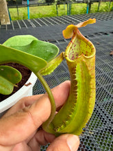 Load image into Gallery viewer, N. truncata
