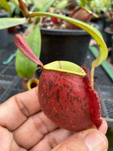 Load image into Gallery viewer, N. ampullaria &#39;Tricolor&#39; - Specimen 2
