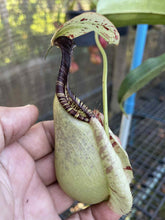 Load image into Gallery viewer, N. rafflesiana &#39;Nivea&#39; - Specimen 1
