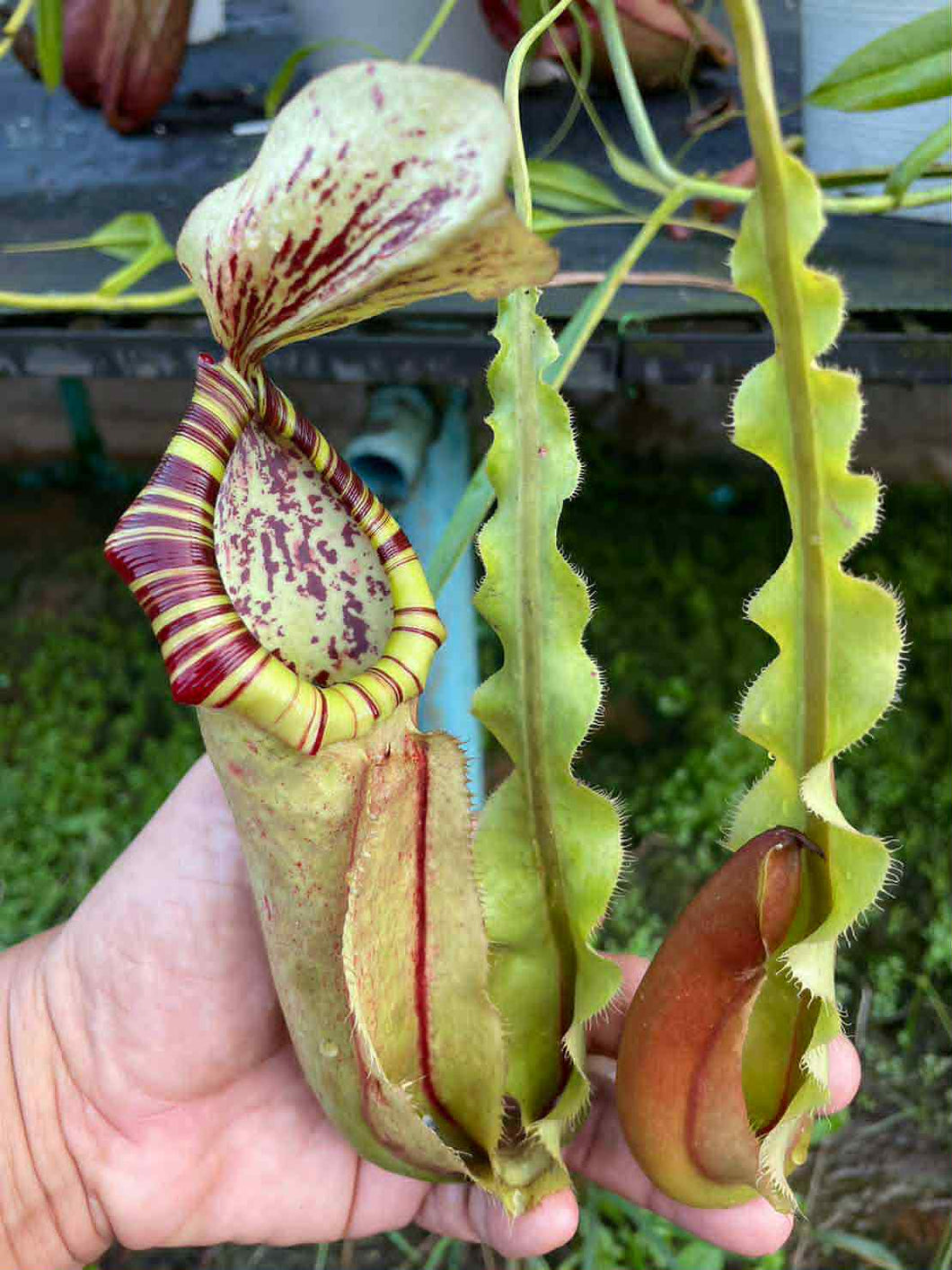 N.mirabilis var. 'Trang-Bizarre' x northiana