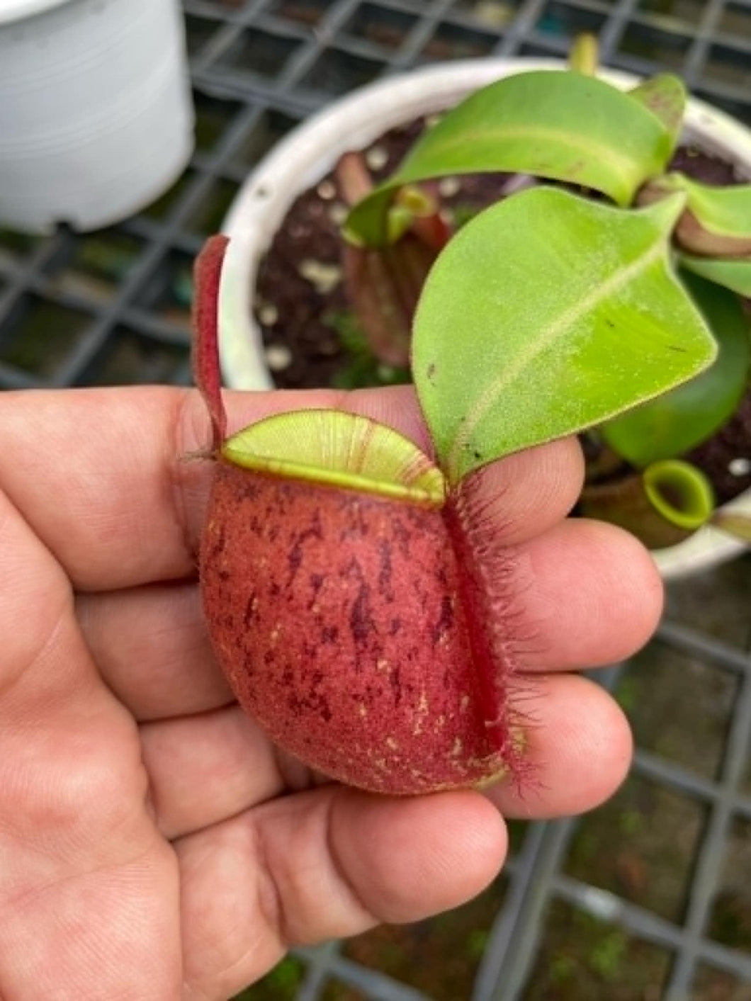 N. ampullaria 'Tricolor' - Beautiful Specimen!