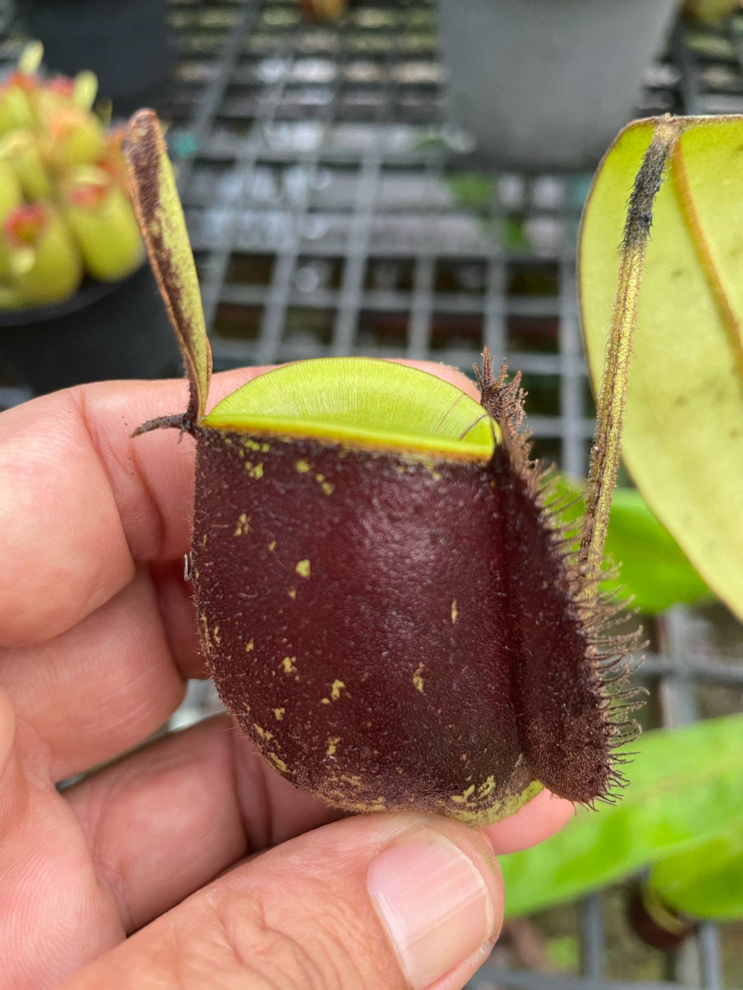 N. ampullaria x ampullaria 'Black Miracle'