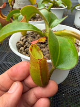 Load image into Gallery viewer, N. veitchii - Specimen 5
