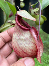 Load image into Gallery viewer, N. rafflesiana &#39;Nivea&#39; x (viking x ampullaria) - Wholesale Opportunity - XL Plants
