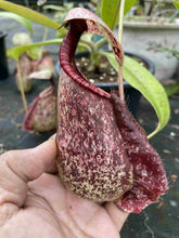 Load image into Gallery viewer, N. rafflesiana &#39;Tricolor&#39; - Specimen 1

