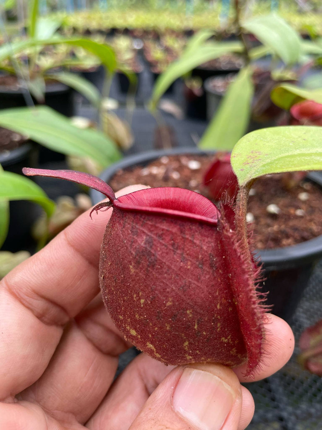 N. ampullaria 'Tricolor' - Specimen 4