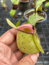 Load image into Gallery viewer, N. ampullaria &#39;Speckled Hot Lips&#39; - Specimen 2
