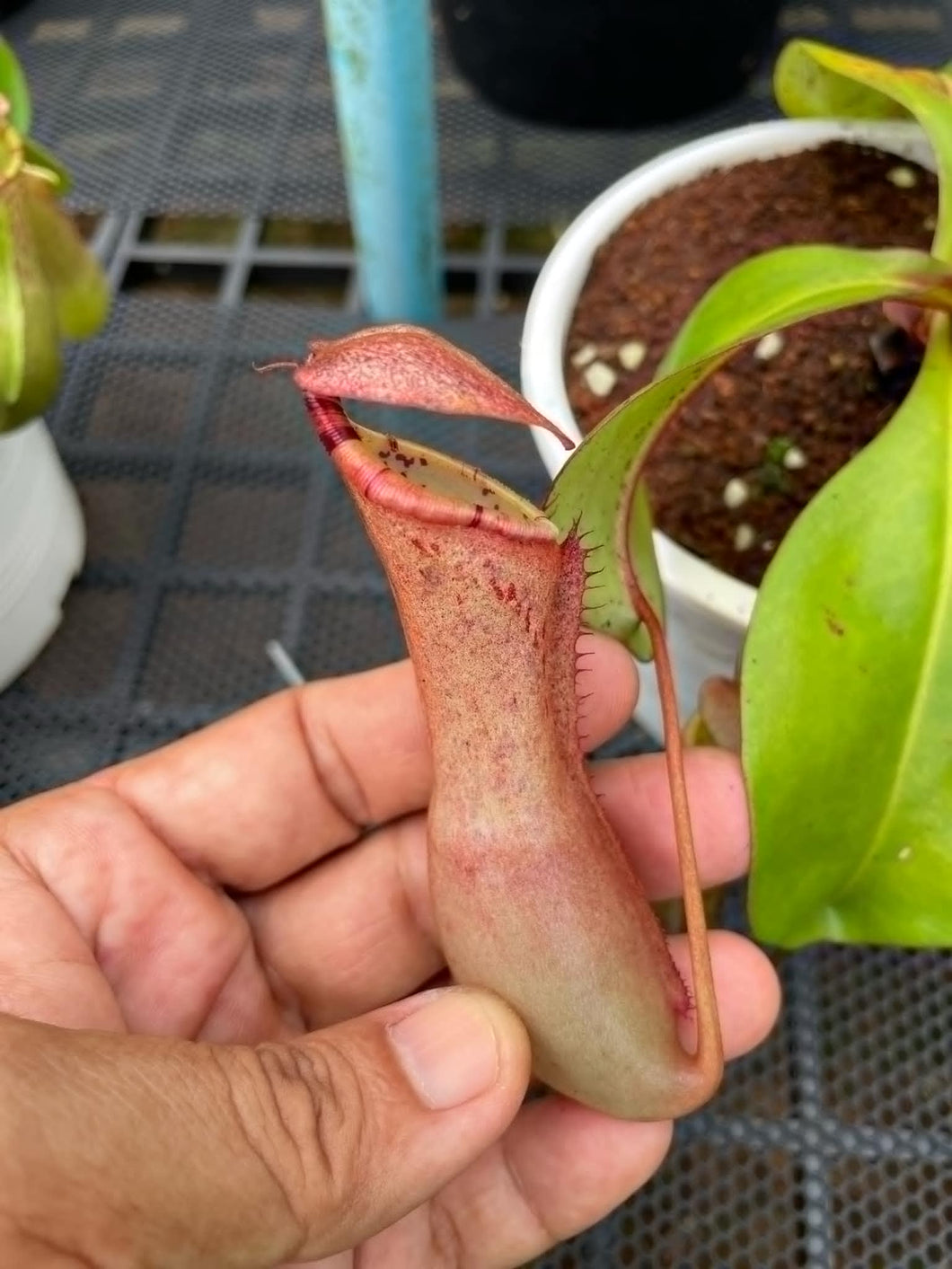 N. northiana red x clipeata