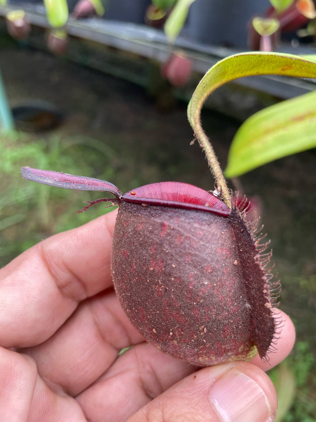 N. ampullaria 'Tricolor' - Specimen 3