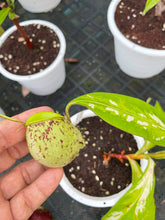 Load image into Gallery viewer, N. ampullaria &#39;Speckled Variegated&#39; - XXL Plant
