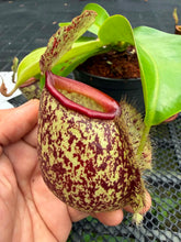 Load image into Gallery viewer, N.ampullaria x ((viking x ampullaria) x northiana) - Specimen 2

