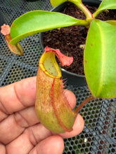 Load image into Gallery viewer, N.(maxima x (boschiana x veitchii)) x veitchii - Wholesale Lot of 10
