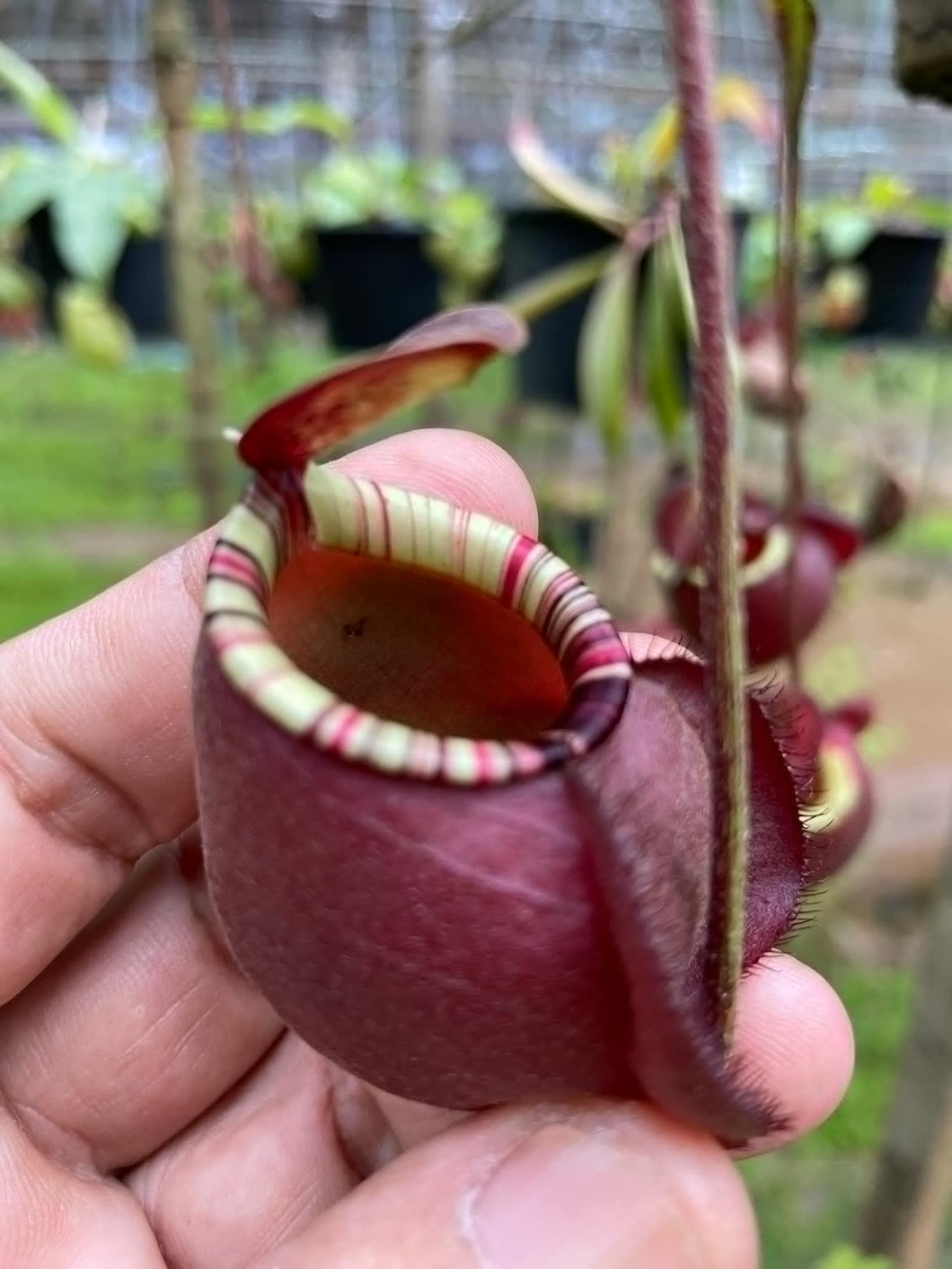 N. (viking x ampullaria) x ampullaria 'Black Miracle' - Specimen 2