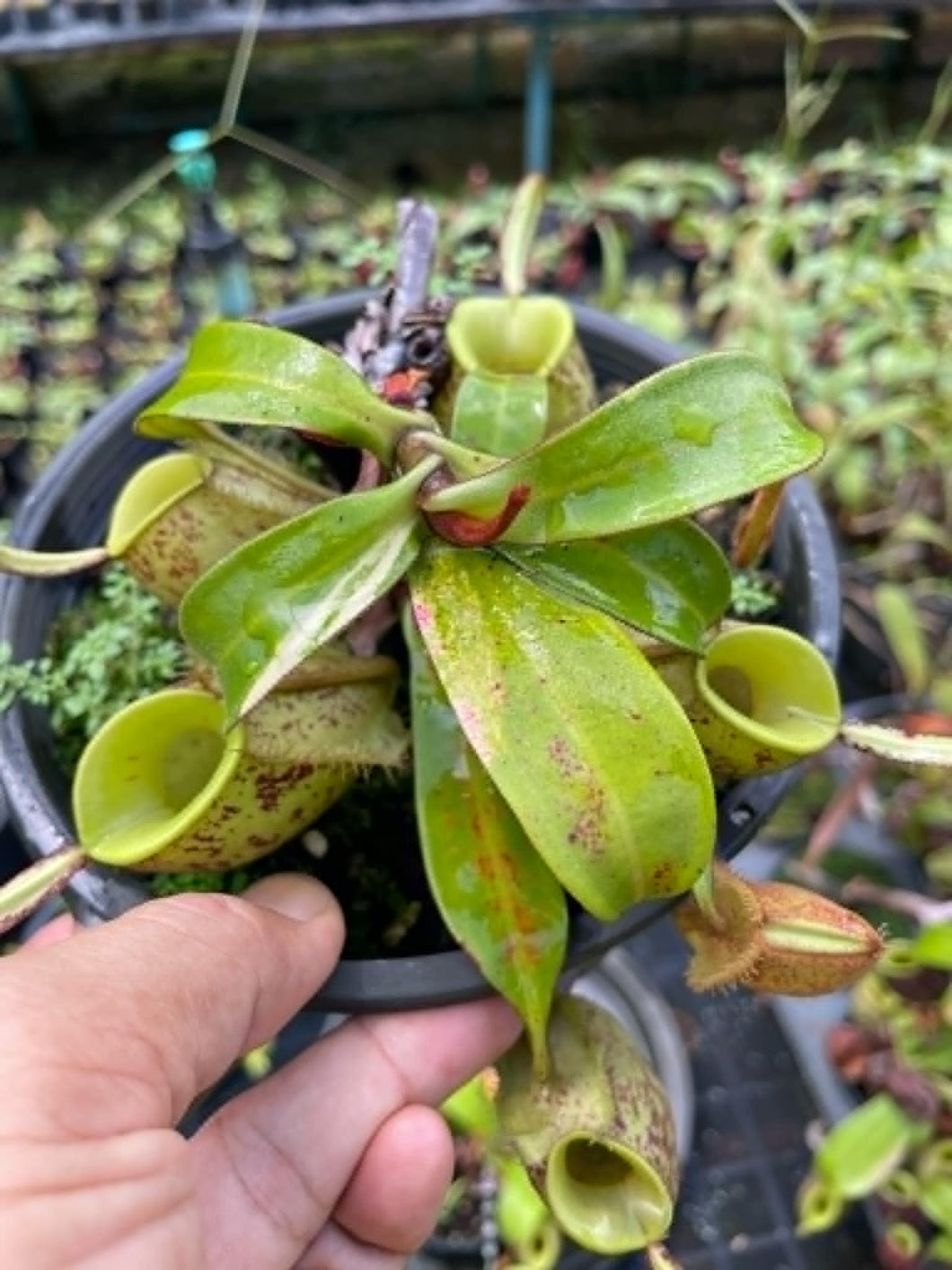 N. ampullaria 'Speckled Variegated' - Specimen 1