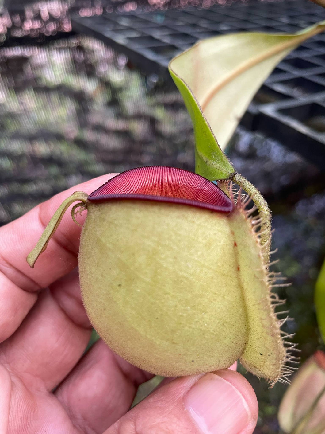 N. ampullaria 'Hot Lips' - XXL Specimen 1