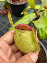 Load image into Gallery viewer, N. ampullaria &#39;Speckled Hot Lips&#39; - Specimen 1
