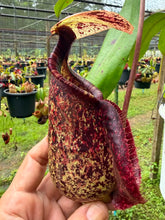 Load image into Gallery viewer, N.rafflesiana 'Tricolor'
