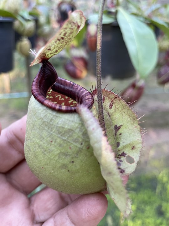 N.rafflesiana 'Nivea' x (viking x ampullaria) - Specimen 1