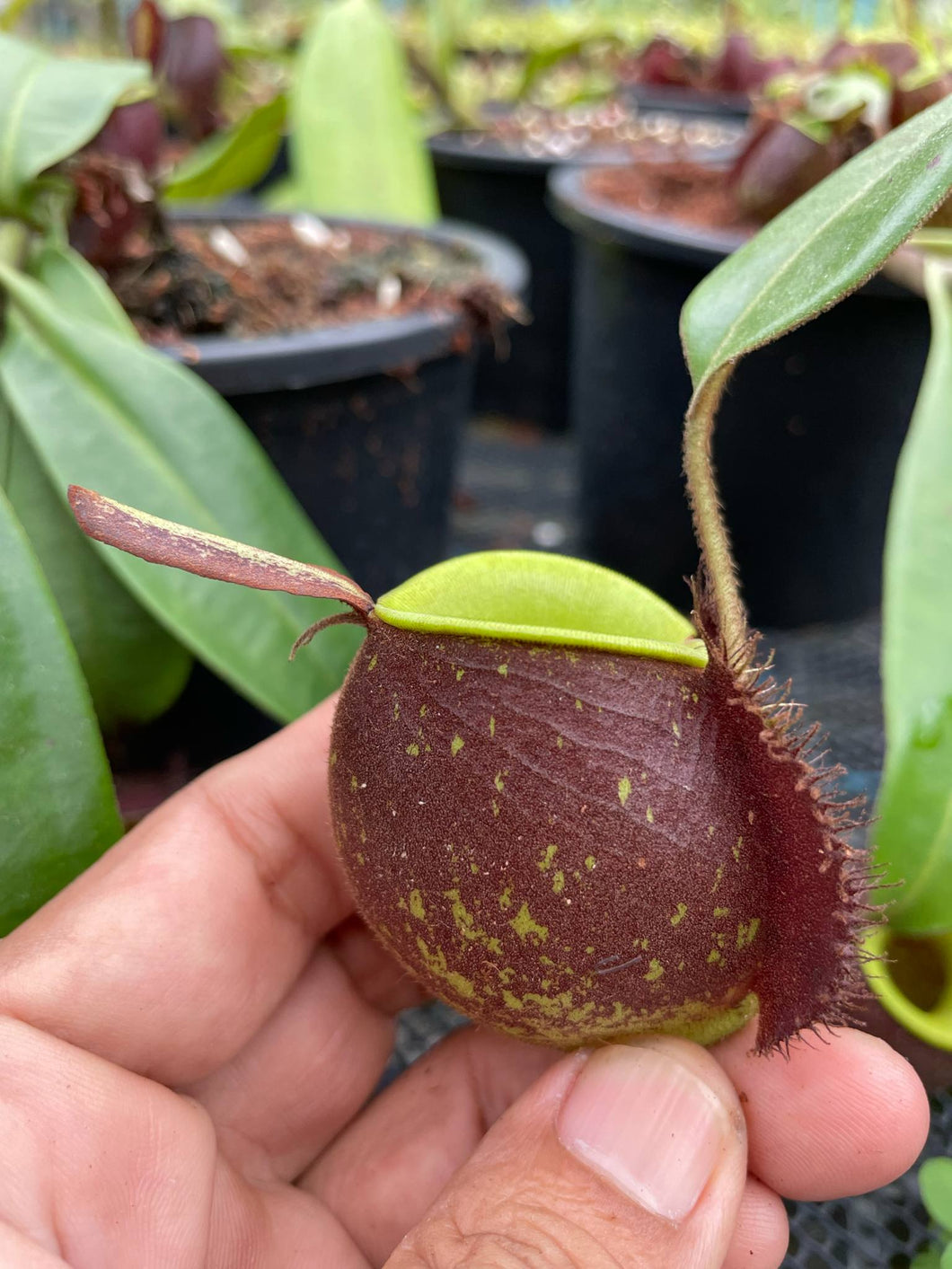 N. ampullaria x ampullaria 'Black Miracle' - Specimen 5