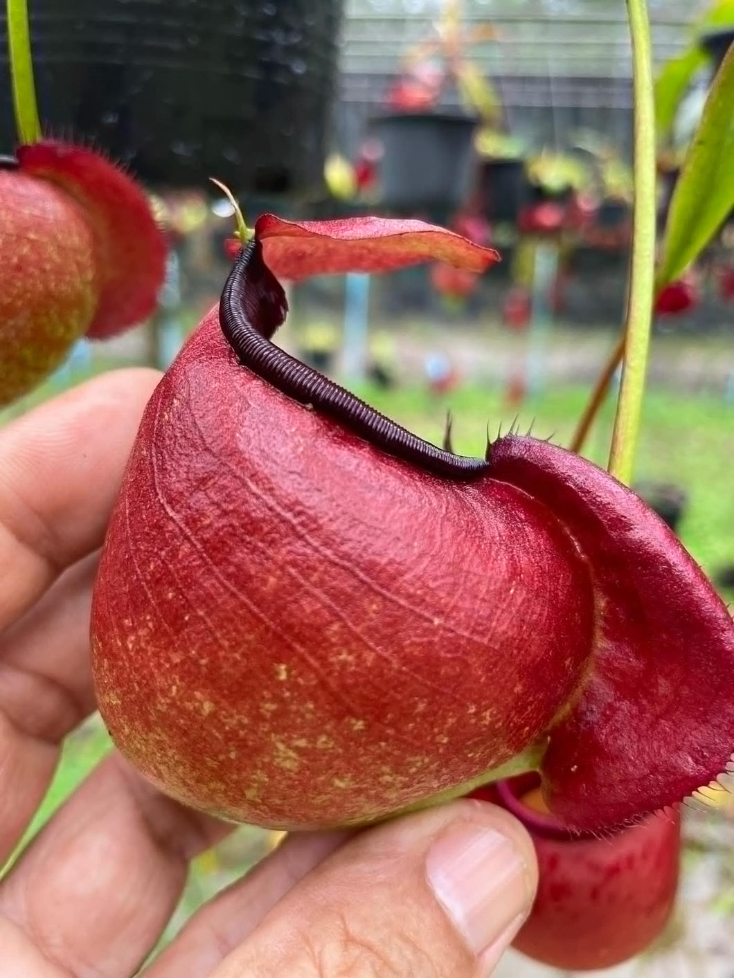 N. viking x ampullaria 'Red' - Specimen 4